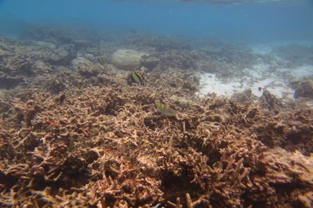 Underwater view of dead coral reefs and beautiful fishes. Snorkeling. Maldives, Indian ocean.の写真素材
