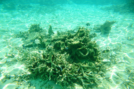 Gorgeous underwater world of Indian Ocean. Beautiful coral reef, white sand and turquoise water. Maldivesの写真素材