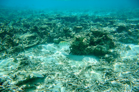 Underwater view of dead coral reefs and beautiful fishes. Snorkeling. Maldives, Indian ocean.の写真素材