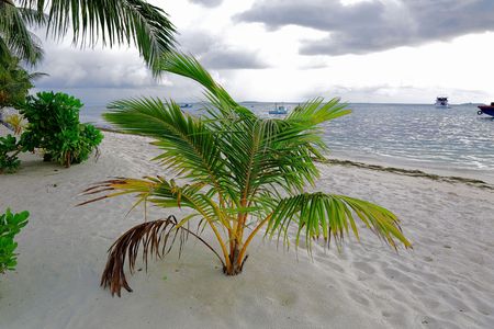 Lovely young green tropical plants on the white sand coast. Blue water of Indian Ocean, Maldives.の写真素材