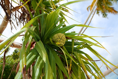 Close up view of a green palm tree.の写真素材