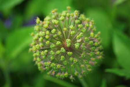 Beautiful close up view of green plant isolated. Beautiful green background.の写真素材