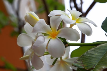Close up view of a gorgeous white orchid flower in focus isolated. Beautiful nature background.の写真素材