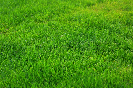 Close up view of green grass lawn. Green texture / background, Beautiful nature green background.の写真素材