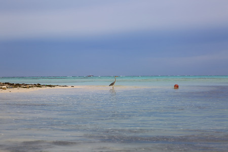 Beautiful nature tropical landscape view. Maldives, Indian Ocean. Alone bird in beautiful turquoise water near coast line.の写真素材