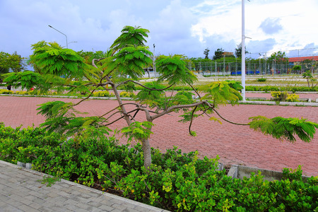 Amazing green trees and plants in a park. Maldives, Hulhumale. Blue sky with white clouds.の写真素材