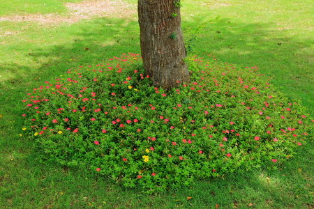View of beautiful decoration with flowers. Maldives, Hulhumale. Beautiful backgrounds.の写真素材