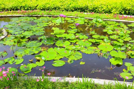 Beautiful view of a park with water plants and flowers. Maldives, Hulhumale Islandの写真素材