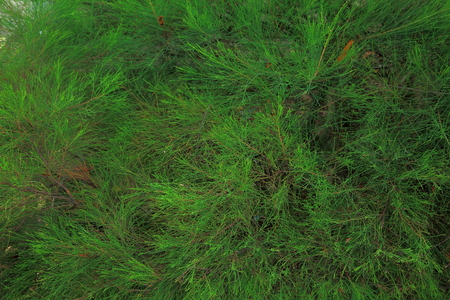 Beautiful green texture / background of green plant.の写真素材