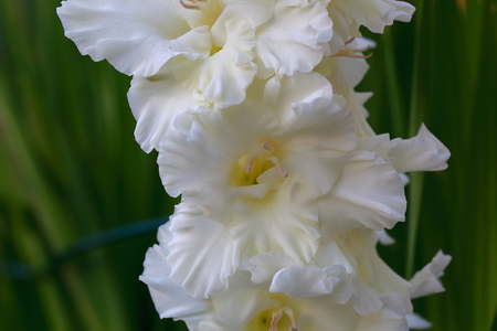 Close up view of gorgeous white gladiolus flower isolated on green leaves background. Beautiful backgrounds.の写真素材
