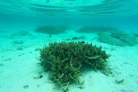 Gorgeous underwater view on corall. Snorkeling in Indian Ocean, Maldives.の写真素材
