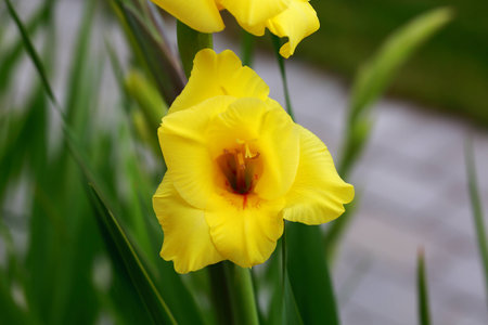 Top view of a beautiful yellow gladiolus flower isolated against a background of green leaves. Beautiful backgrounds.の写真素材