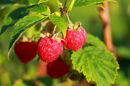 Beautiful close up view of raspberry bush isolated. Red berries and green leaves. Beautiful nature backgroundの写真素材