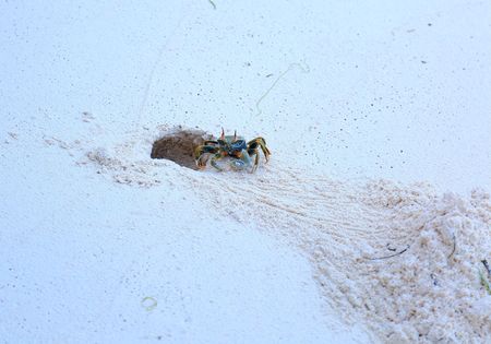 Gorgeous cute little crab is working hard with sand. Maldives. Beautiful nature backgrounds.の写真素材
