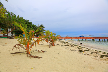 Lovely young green tropical plants on the white sand coast turquoise water and blue sky with white clouds background. Maldives, Indian Ocean.の写真素材