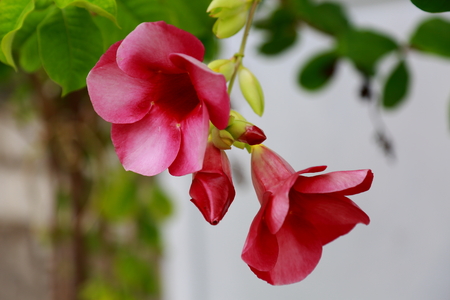 Gorgeous close up view of a pink flower isolated. Beautiful nature backgrounds.の写真素材