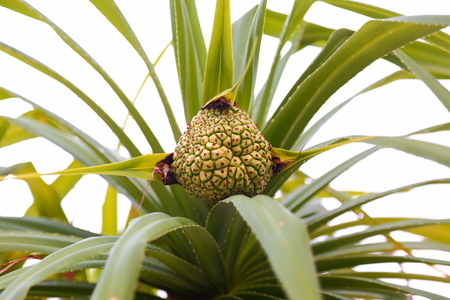 Closeup view of cute green plant isolated. Beautiful nature backgrounds.の写真素材