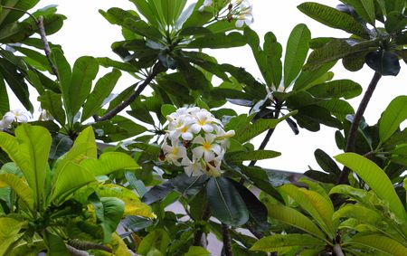 Nice green tropical plant closeup view isolated. White flower and green leaves. Beautiful nature backgrounds.の写真素材
