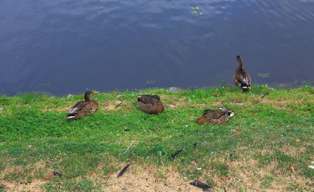 Close up view of a group of ducks near river. Birds concept. Beautiful nature backgrounds.の写真素材