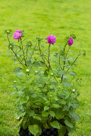 Beautiful view of pink aster bush isolated on green grass background. Gorgeous nature backgrounds.の写真素材