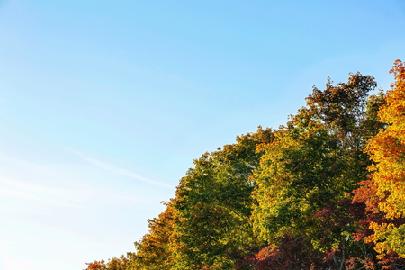 Beautiful tree tops on blue sky background. Gorgeous nature background.の写真素材