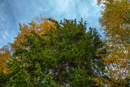 Amazing view on yellow sky background. Beautiful nature backgrounds.の写真素材