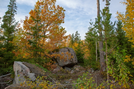 Gorgeous colorful autumn forest blue sky and white clouds background.の写真素材
