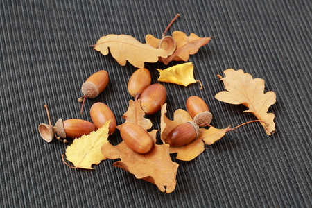 Close up view of yellow leaves and nuts isolated on gray background. Colorful nature backgrounds / textures. Autumn concept.の写真素材