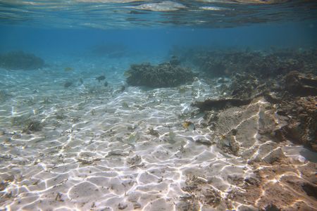 View of cute little fish hiding under coral. Snorkeling. Underwater world of Indian Ocean. Maldives.の写真素材