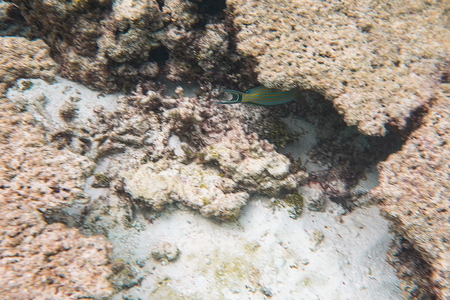 Beautiful view of underwater world with dead coral reefs. Blue water and white sand bottom. Snorkeling. Indian Ocean, Maldives.の写真素材