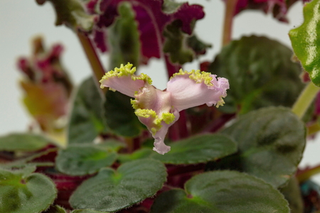 Top view of a gorgeous violets flower background against green leaves. Beautiful nature backgrounds.の写真素材