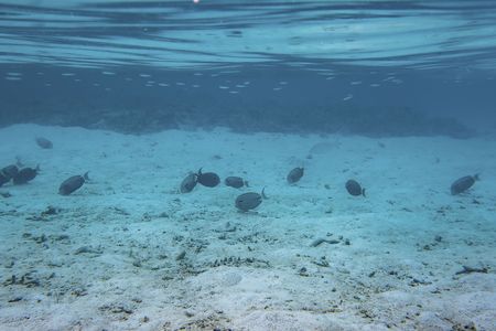 Underwater view of dead coral reefs and beautiful fishes. Snorkeling. Maldives, Indian ocean.の写真素材
