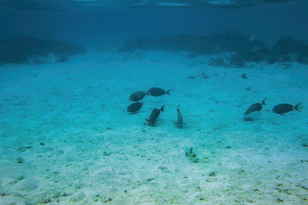 Underwater view of dead coral reefs and beautiful fishes. Snorkeling. Maldives, Indian ocean.