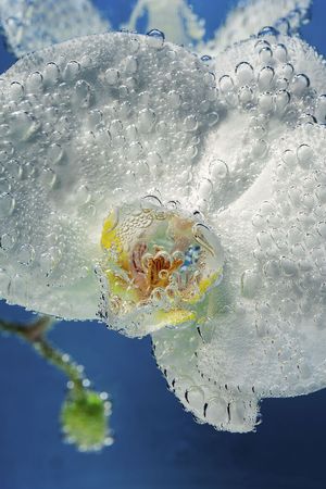Beautiful close up view of orchid flower isoalted in water. Gorgeous nature backgrounds.の写真素材