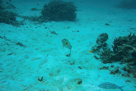 Underwater view of dead coral reefs and beautiful fishes. Snorkeling. Maldives, Indian ocean.