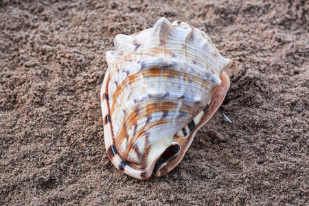 Close up view of conch shell isolated. Beautiful nature backgrounds.