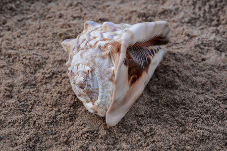 Close up view of conch shell isolated. Beautiful nature backgrounds.