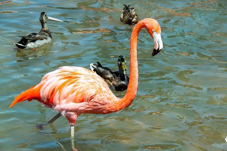 Gorgeous pink flamingo standing in water with other birds on background. Beautiful backgrounds.の写真素材