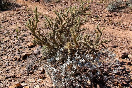 Gorgeous view cactus plant. Beautiful nature landscape backgrounds on Grand Canyon, Arizonaの写真素材
