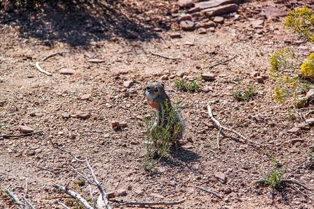 Cute gopher in the desert. Close up view. Grand Canyon. Beautiful nature background.の写真素材