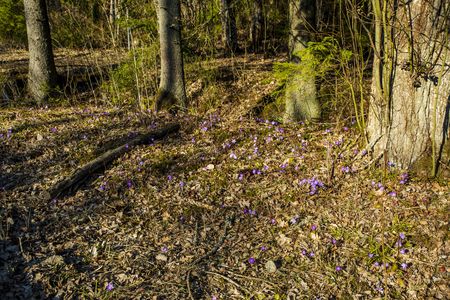 Gorgeous first spring crocus flowers in forest. Beautiful nature background.の写真素材