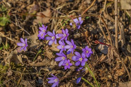 Close-up view of gorgeous first spring crocus flowers. Beautiful nature background.の写真素材