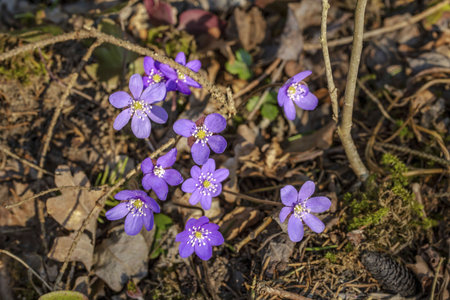 Close-up view of gorgeous first spring crocus flowers. Beautiful nature background.