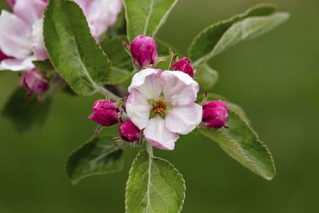 Gorgeous beutiful blooming apple tree brunch isolated. Gorgeous backgrounds.の写真素材