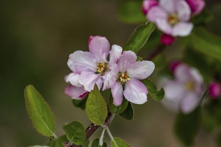 Gorgeous beutiful blooming apple tree brunch isolated. Gorgeous backgrounds.の写真素材
