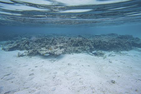 Gorgeous view of underwater world. Snorkeling.Maldives, Indian Ocean. Dead reef corals and beautiful fishes in blue water.の写真素材