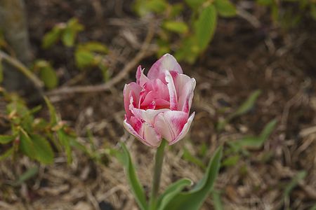 Close up view of gorgeous pink and white tulip flower. Green and purple nature background.の写真素材