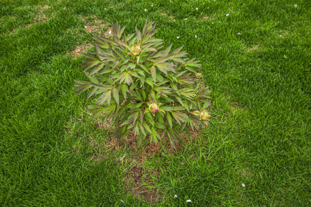 Close up view of peony flower blooming on green grass background. Beautiful backgrounds.の写真素材