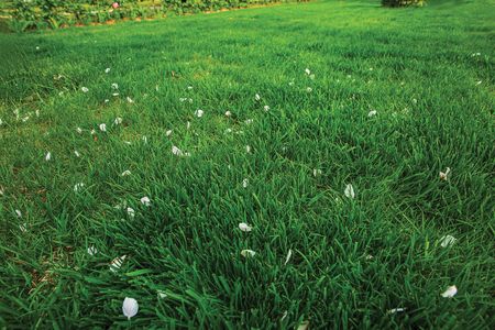 Beautiful view of the front yard of a private garden. Green grass lawnの写真素材