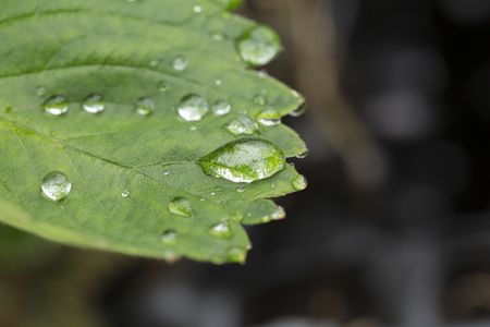 Gorgeous close up macro view of green strawberry leaf with raindrops. Beautiful green natutre backgrounds.の写真素材